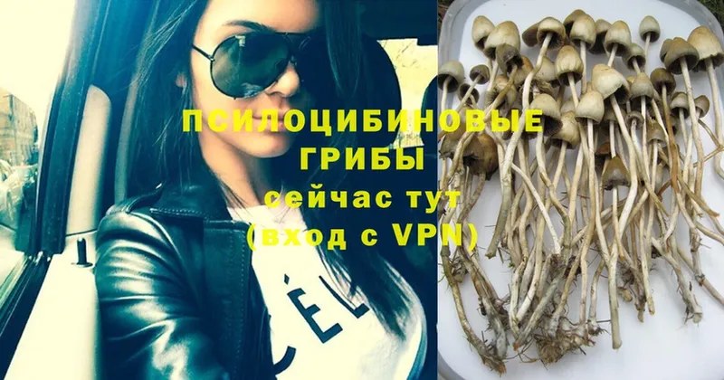 Галлюциногенные грибы Psilocybe  Ворсма 